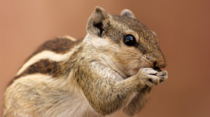 Make Efforts Like Squirrel