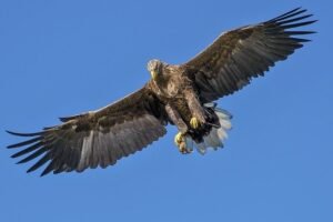 How “this” Eagle Realised Her True Potential?
