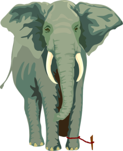 Never Allow Fixed Mindset and Learned Helplessness Like Elephants